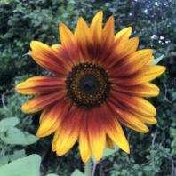 Sunflower 'Autumn Beauty'